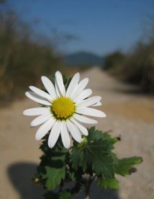 菊花：五彩缤纷， 傲霜斗雪