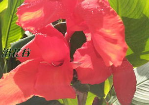 美人蕉露天过冬的小秘密