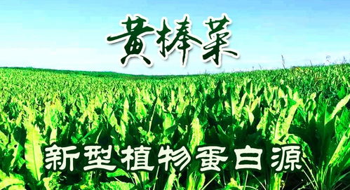 养长寿梅指南：高效养护技巧，打造绿色健康畜牧环境