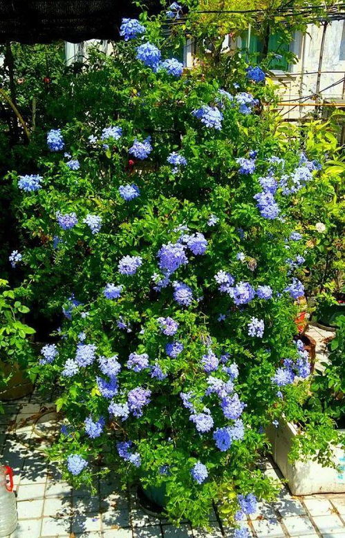 七月花园空空如也？别急，五种耐高温爆花品种推荐来啦！