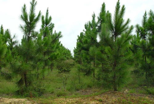 湿地松种子购买， 网络平台或专业公司