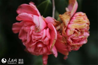 麻城山茶花以其独特的魅力，每年吸引着众多游客前来观赏