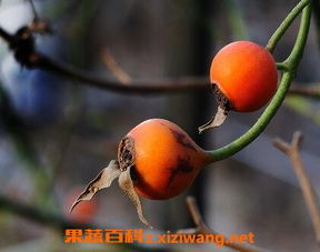 2. 家养蔷薇/人工栽培/繁殖技术