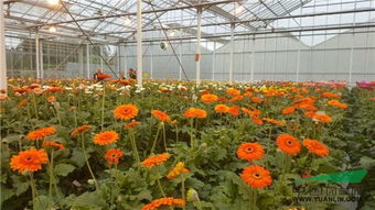 非洲菊的市场前景如何？