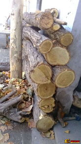 木头墩子上的花儿们