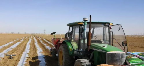 未来展望：机械化采挖和抗病新品种