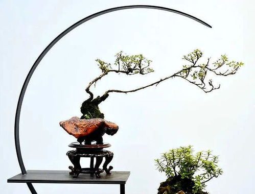 水养富贵生根难？如何快速生根