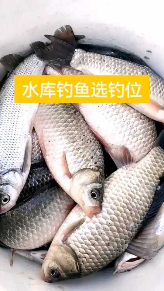 如何挑选小型鱼饲料避免踩坑？老手分享的喂养秘诀有哪些？