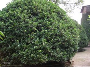 松树与元宝枫的价格探秘