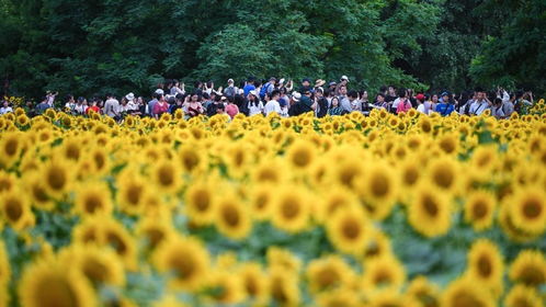 夏日花卉选择指南