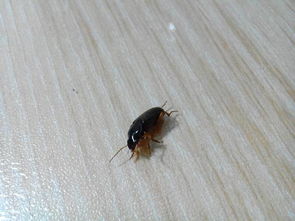 家里养花，小飞虫成群，咋办呢？