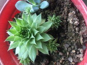 如何快速去除花土里的小虫？这些虫子会危害植物生长吗