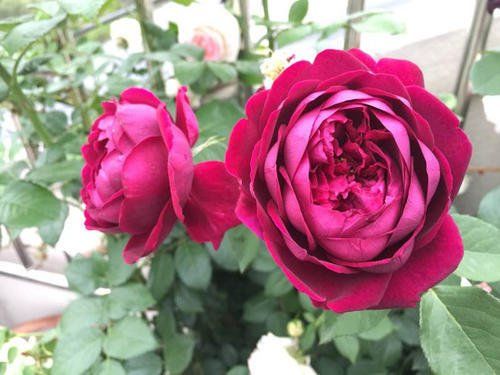 月季花开落幕，如何正确修剪与清园补肥？