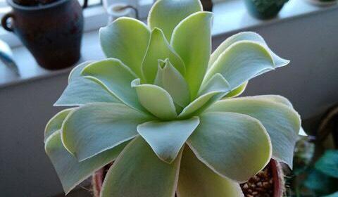 有些植物会发出求救信号， 兰花叶面出现纵向皱纹，发财树茎杆冒透明胶状物：