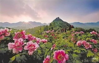 2. 拉萨百花园花卉市场