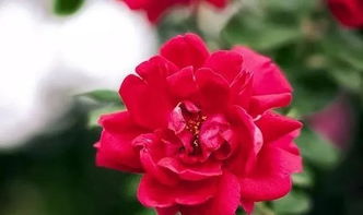 土壤是基础， 有机肥来帮忙