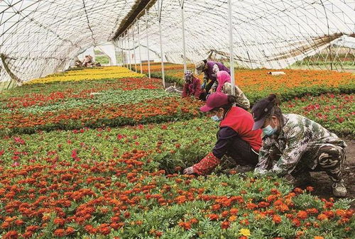 黄粉虫养殖作为一种新型农业项目，具有广阔的市场前景