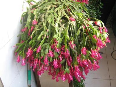 养殖螃蟹爪花，如何选种