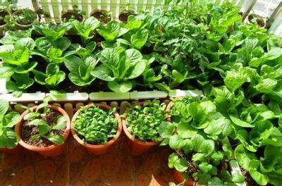 南方阳台种植指南：冬季绿意盎然的小菜园