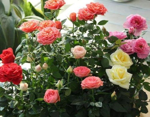 西子霞舞月季，花期不短