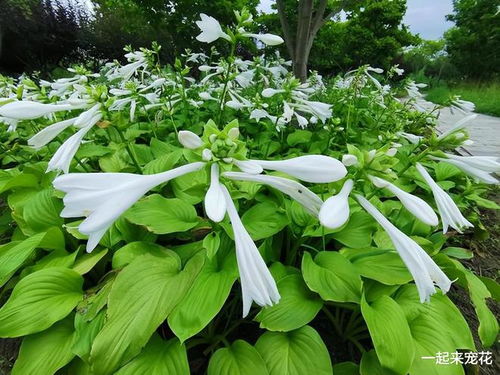 铲子，翻土的小嫩手