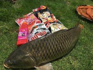 冬季钓鲤鱼，选用高蛋白、香浓型商品饵料最佳