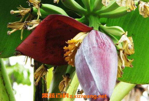 香蕉花的独特之处