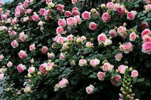 月季养护，月历来帮忙？