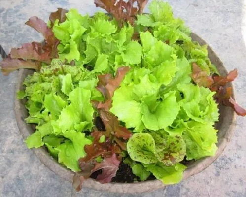 生菜怎么养长得又快又好？秘诀是土壤和光照吗