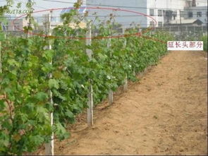 第二年的葡萄如何留枝：3-2-1法则