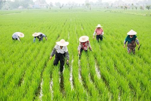 丙草胺：水稻的守护神