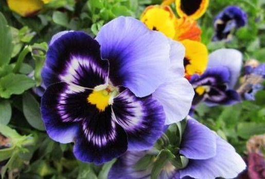 三色堇——冬日的彩虹