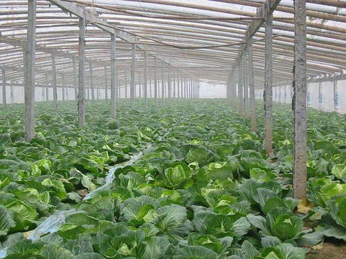 打农药的学问大着呢！