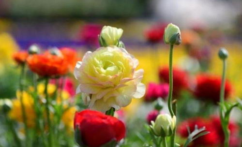 避坑提醒：千万别用新鲜淘米水！去年试过招来成群小黑飞， 差点变成