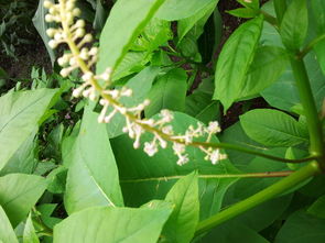 紫雪茄花与萼距花：形态大不同