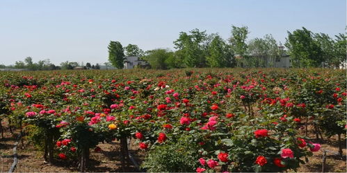 月季产业的蓬勃发展
