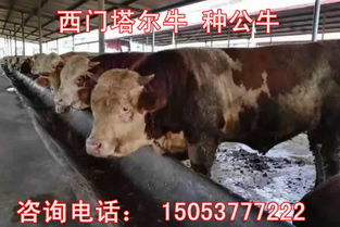高效畜牧养殖技术：针对老弱牛实施短期育肥