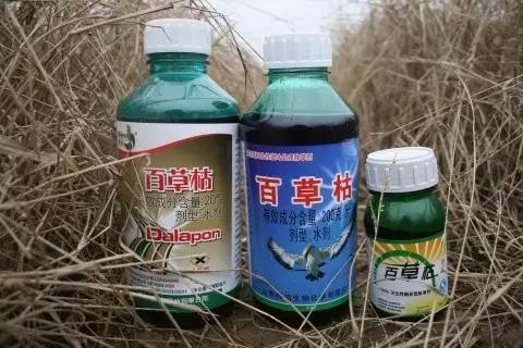 在最高27度气温下小麦喷百草枯除草剂效果如何？