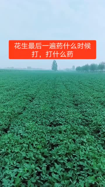治疗叶斑病的农药选择