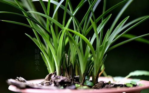 蝴蝶兰秋季适宜施肥吗？不同品种的蝴蝶兰秋季施肥有何区别
