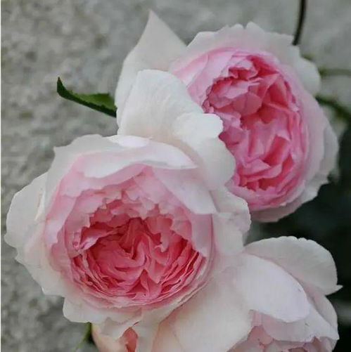 大游行月季：花量巨大， 生长迅速