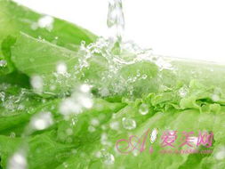 独行菜种植过程中，如何掌握正确的养护技巧以确保其健康生长
