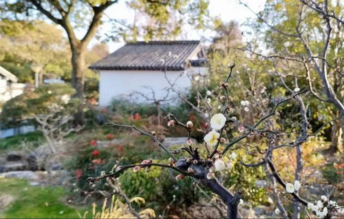 园林中的金色焦点