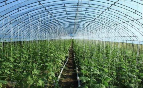 大棚专用空气杀菌剂的优缺点