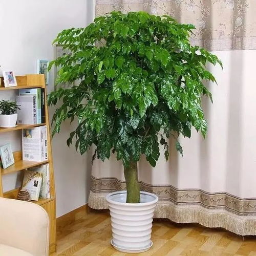 留下种子：植物的“逃生计划”