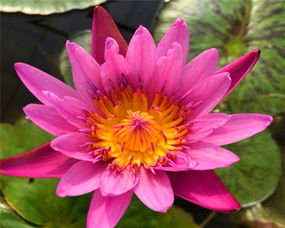 上盆栽种，细节不嫩少