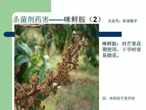 使用吡虫啉的小贴士