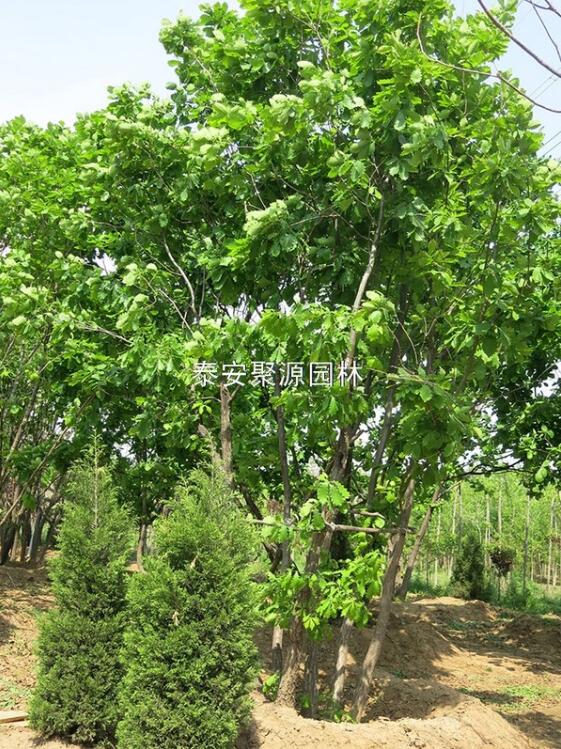 拼栽苗创新培育， 提升品质与销量