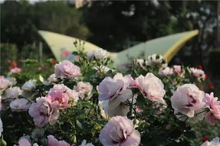 月季秋冬季养护， 室内外皆宜