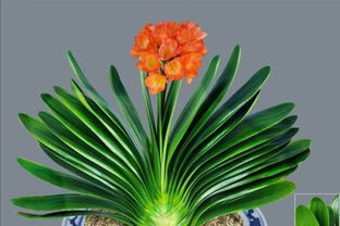 君子兰叶子红锈斑之谜：究竟生了什么病？